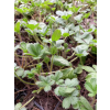 Pięciornik nepalski-Potentilla nepalensis