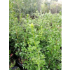Bukszpan wieczniezielony Pyramidalis-Buxus sempervirens