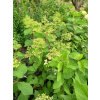Hortensja bukietowa Mega Pearl-Hydrangea paniculata