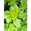 Rozchodnik kaukaski-Sedum spurium