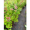 Krzewuszka Big Love-Weigela