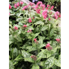 Miodunka-Pulmonaria Shrimps on the Barbie