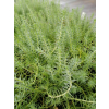 Rozchodnik ościsty-Sedum reflexum