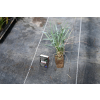 Wydmuchrzyca Magellana - Elymus magellanicuss