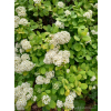 Tawuła brzozolistna Tor-Spiraea betulifolia
