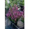 Szałwia omszona Pink Paradise - Salvia nemorosa