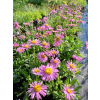 Aster alpejski różowy-Aster alpinus