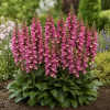 Naparstnica Digiplexis Berry Canary PBR - Digitalis hybrida
