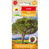 Sosna pinia
