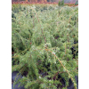 Jałowiec pospolity Oblonga Pendula-Juniperus communis