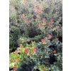 Ostrokrzew Red Beauty-Ilex