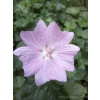 Ślaz piżmowy - Malva moschata