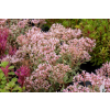 Rozchodnik Tricolor - Sedum spurium