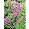 Firletka smółka-Lychnis viscaria