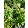 Hortensja bukietowa Lammetje-Hydrangea paniculata