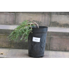 Choina kanadyjska Cole's Prostrate -Tsuga canadensis 0007