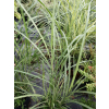 Miskant chiński Krater-Miscanthus sinensis