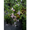 Macierzanka piaskowa-Thymus serpyllum