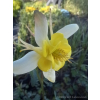 Orlik błękitny Scott Elliott-Aquilegia caerulea