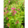 Krzewuszka Big Love-Weigela