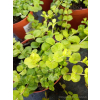 Tojeść rozesłana-Lysimachia nummularia Goldilocks