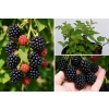 Jeżyna Juhas - Rubus fruticosus