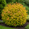 Pęcherznica kalinolistna Magic Ball - Physocarpus opulifolis