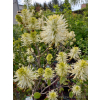 Fotergilla Mount Airy-Fothergilla x intermedia