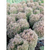Żywotnik zachodni Teddy - Thuja occidentalis