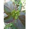 Zadrzewnia Troja Black-Diervilla rivularis
