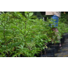 Bez koralowy - Sambucus racemosa