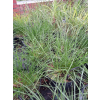Rozplenica japońska-Pennisetum alopecuroides