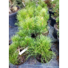 Kosodrzewina pumilio-Pinus mugo var.pumilio