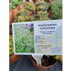 Macierzanka cytrynowa Gold Stream -Thymus x citriodorus