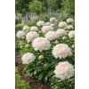 Piwonia chińska ShirleyTemple - Paeonia lactiflora