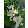 Lilia azjatycka Ivory Pixie-Lilium asiatic