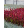 Imperata cylindryczna Red Baron - Imperata cylindrica