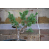 Jałowiec chiński Shimpaku - Juniperus chinensis 0089