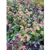 Parocja perska Burgundy-Parrotia persica