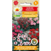Goździk pierzasty Spring Beauty