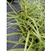 Turzyca japońska Gold Band-Carex morrowii