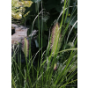 Rozplenica japońska Hameln - Pennisetum alopecuroides
