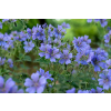 Bodziszek Renarda Philippe Vapelle - Geranium renardii