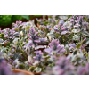 Dąbrówka rozłogowa Burgundy Glow - Ajuga reptans