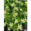 Hortensja bukietowa Dharuma-Hydrangea paniculata