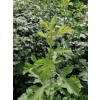 Głóg jednoszyjkowy-Crataegus monogyna