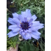 Kupidynek - Catanache caerulea