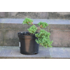 Jałowiec rozesłany Nana - Juniperus procumbens 0019