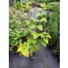 Pęcherznica kalinolistna Luteus-Physocarpus opulifolius