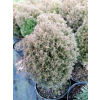 Żywotnik zachodni Teddy - Thuja occidentalis